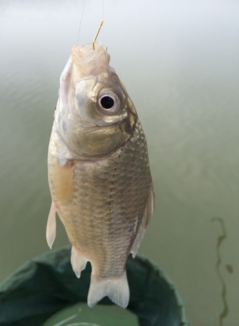 跑铅 奏效！上鱼！！！.jpg