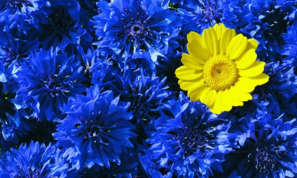 ED6BBA02E8F2C603646CC05FA3AEAEEA.jpg