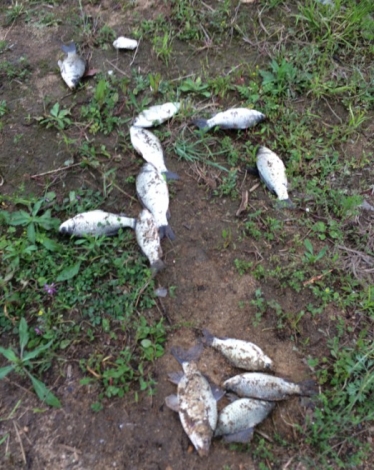 4.16 六安老淠河 渔获不止十条 哈！！.jpg