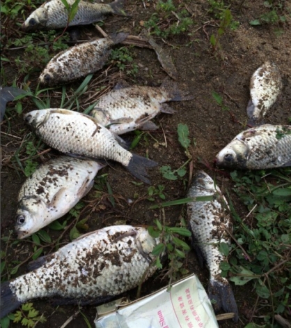 4.16 六安老淠河 渔获2.jpg