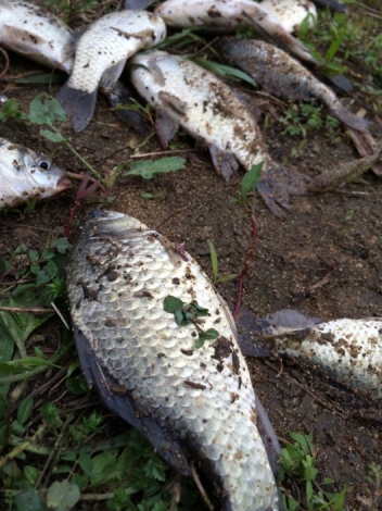 4.16 六安老淠河 渔获.jpg