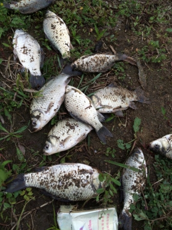 4.16 六安老淠河 渔获对比图.jpg