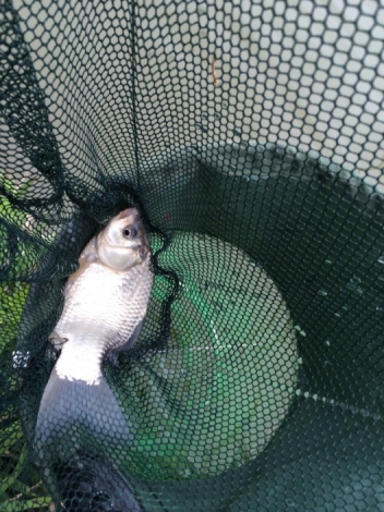 4.17 战金桥：17.板鲫 一尾！四五两重哦！.jpg