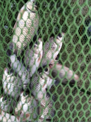 4.17 战金桥：22.鲫鱼品相良好 大板鲫哦！！.jpg