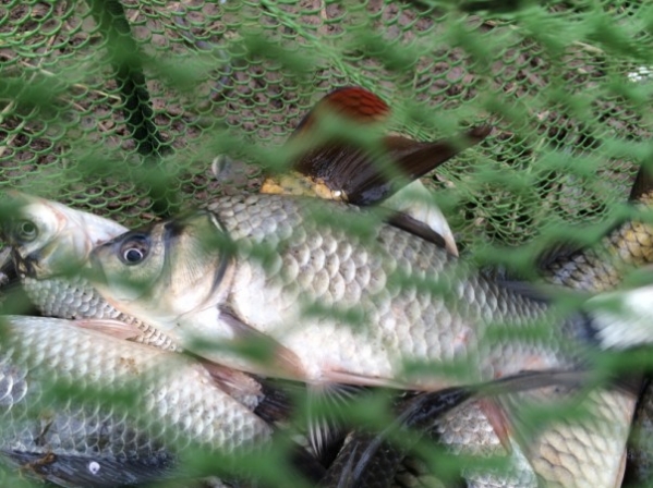 4.17 战金桥：23.这条真不小哦！！.jpg