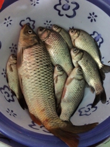 4.17 战金桥：25.好东西吧！自我感觉不错！纯野生！！.jpg