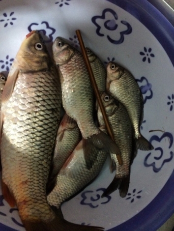 4.17 战金桥：26.对比一下 接近一根筷子长了！！.jpg