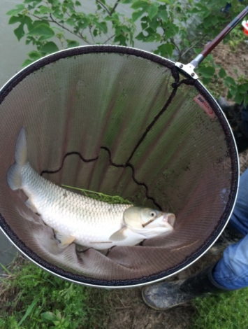4.19 再战金桥：18.真不错！大草鱼一尾！！.jpg