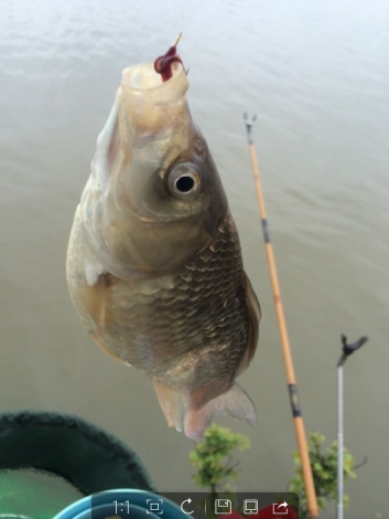 4.19 再战金桥：21.我的杰作：蚯蚓 钓 奇迹（畸鲫）.jpg