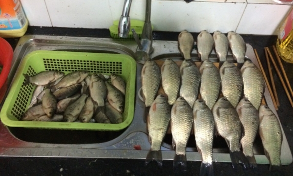 4.19 再战金桥：28.这渔获，不菲吧！！.jpg