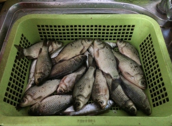 4.19 再战金桥：32.小鲫鱼也不小啦！！！.jpg