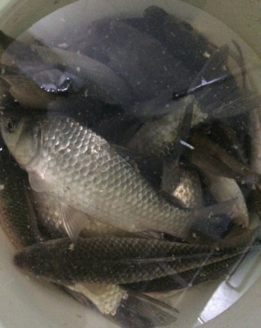 4.19 再战金桥：34.全都活着的哦！！大鲫鱼看着就是爽！！.jpg