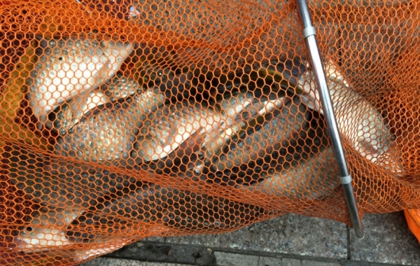 【幸福塘】12.霍邱钓友 渔获（部分）！.jpg