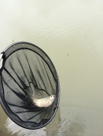 【幸福塘】11.小乐中鱼--仔细瞧瞧 鱼钩是怎么回事？？哈哈--绝对经典！！.jpg