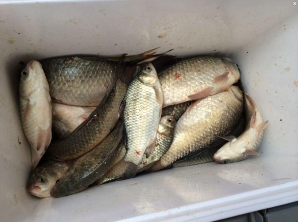 【幸福塘】16.分享渔获--钓箱装鲫鱼！！.jpg