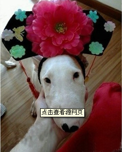 奴婢就是大明湖畔的夏雨荷