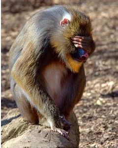 好悲伤啊，媳妇去那儿了？