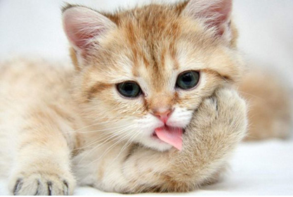 伦家像不像杨小幂