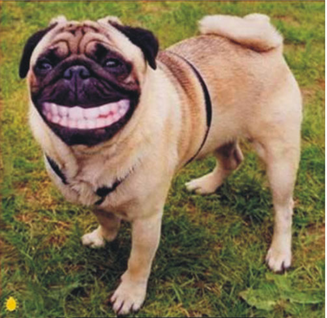 我也会标准笑容哦