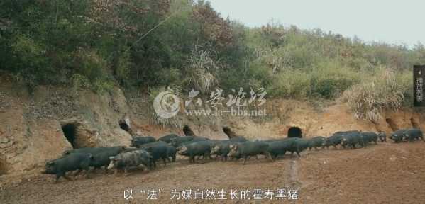自然生长的霍寿黑猪.jpg