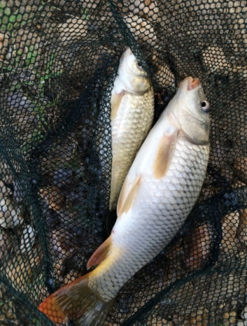 25.标准的 鲫鲤——双尾！！.jpg