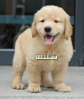 金毛.png