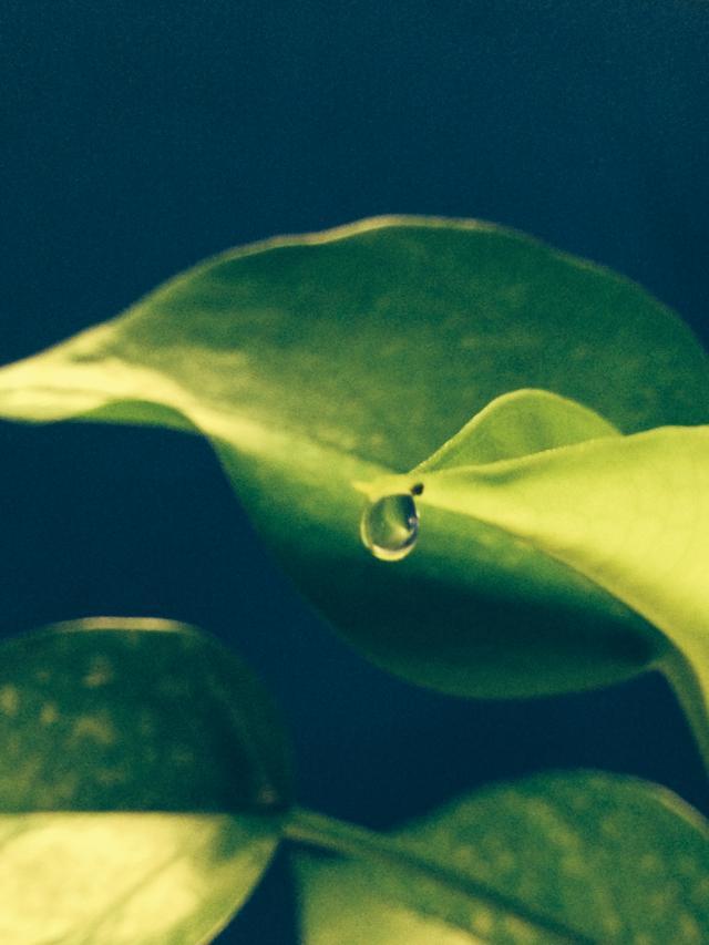 办公室里的绿萝