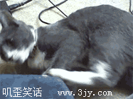 20140613065549636.gif