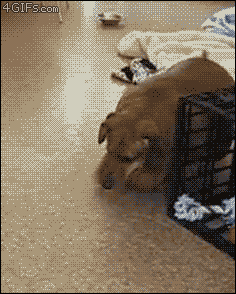 20141003215215349.gif790x600.gif