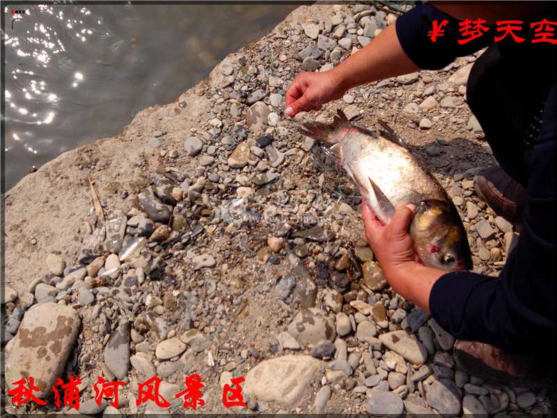 抓鱼、捕鱼 (7).jpg