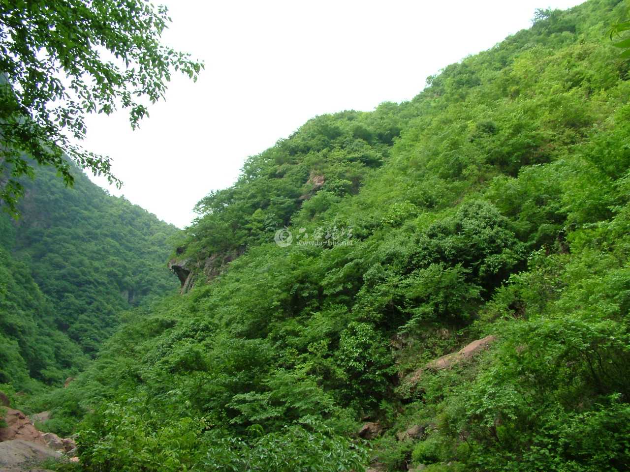 青蛙下山.jpg