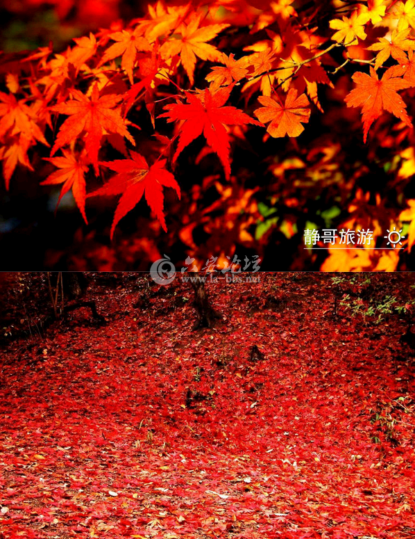 QQ截图20141011140833.png