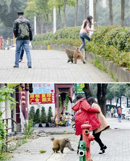 ~公猴在武汉闹市横行六年.jpg