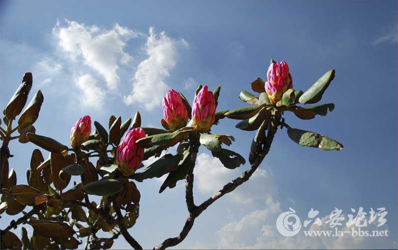 春天的小花.jpg