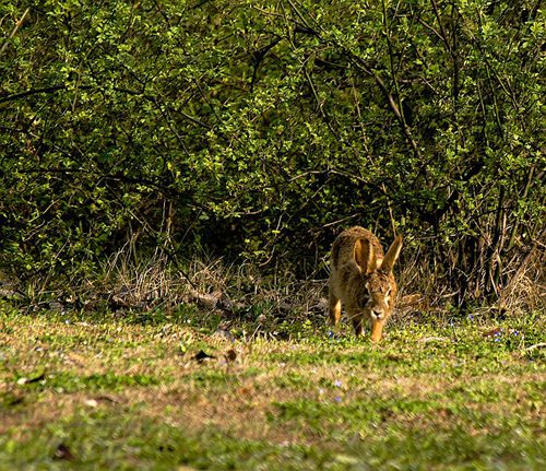 野兔从树丛中跑出来