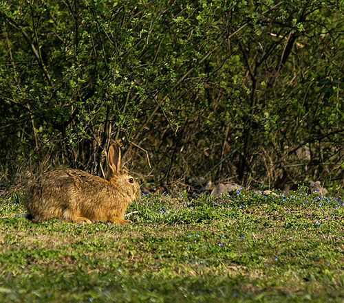 然后又回到树丛里
