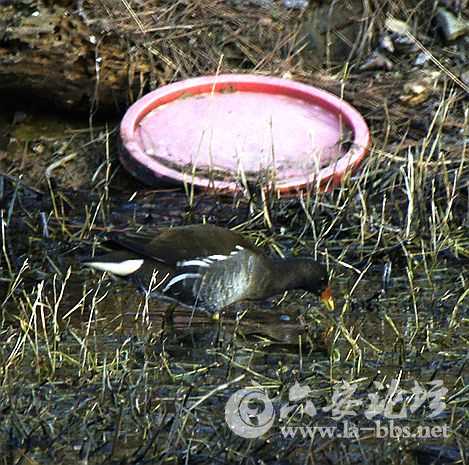 塘边有塑料废弃物