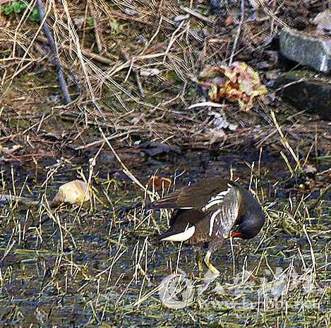 塘边有塑料废弃物