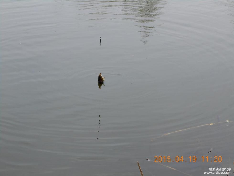 爱钓网 aidiao.com