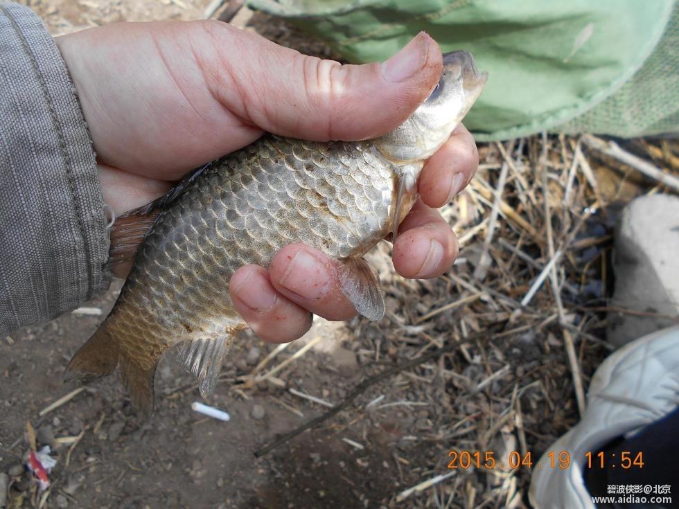 爱钓网 aidiao.com