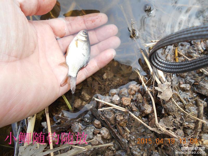 爱钓网 aidiao.com