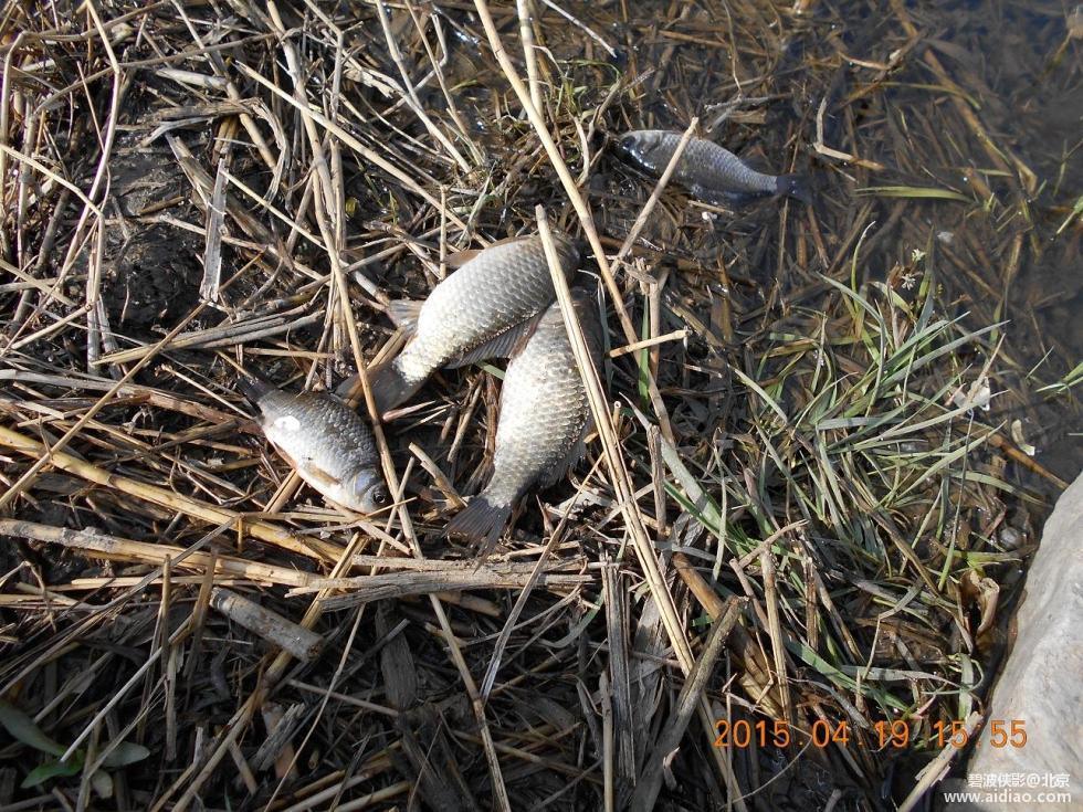 爱钓网 aidiao.com