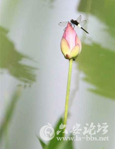 QQ截图20150701084121.png