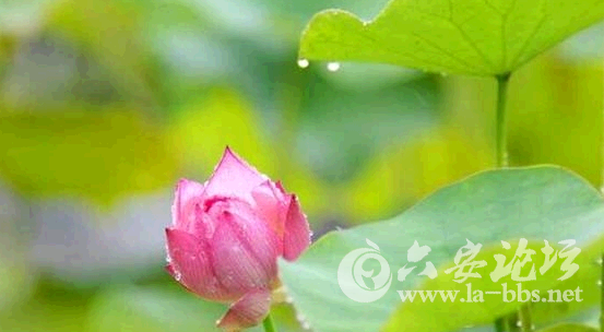 QQ截图20150621085418.png