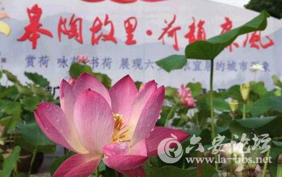 QQ截图20150621085926.png