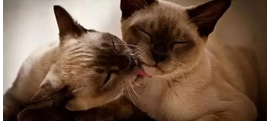 QQ截图20150918154445.png