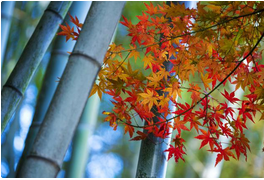 QQ截图20150922153439.png