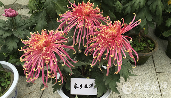 QQ截图20151029143336.png