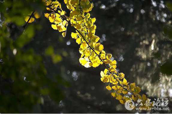 QQ截图20151127135815.png