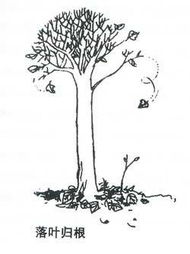落叶归根